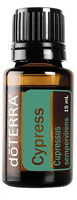 cypress essential oil and aromatherapy oil cupressus sempervirens